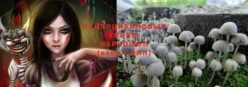 купить закладку  Мурино  мега ТОР  Псилоцибиновые грибы Magic Shrooms 